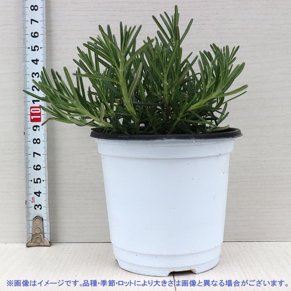 ローズマリー フォックステール 10.5cm2個～【おうちで簡単！育て
