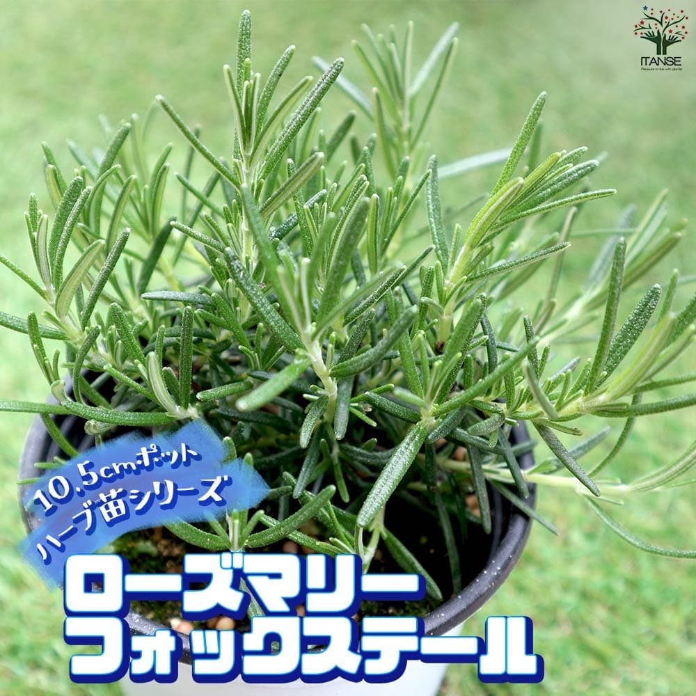 ローズマリー フォックステール 10.5cm2個～【おうちで簡単！育てやすい10.5cmポットハーブ苗シリーズ！】