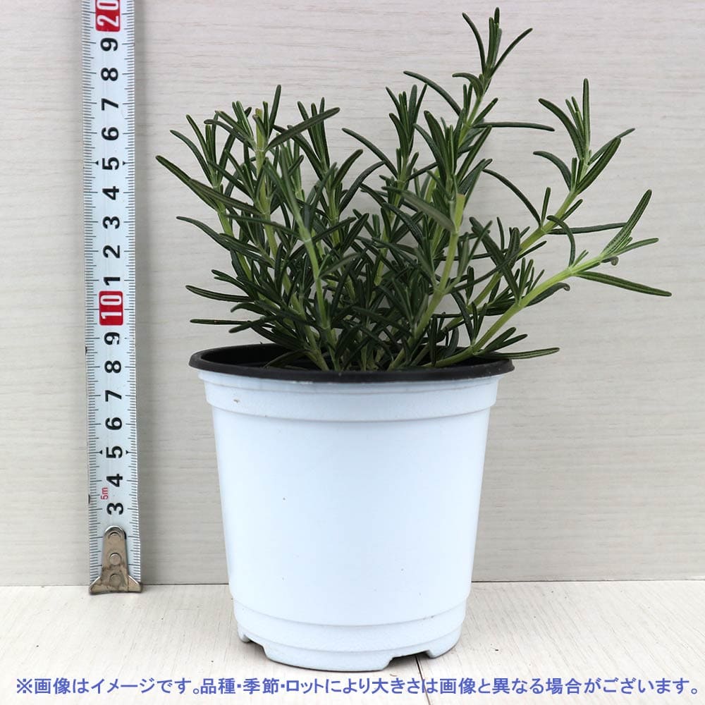 ローズマリープラグ苗200本 這性ローズマリープラグ苗200本 ハーブ栽培