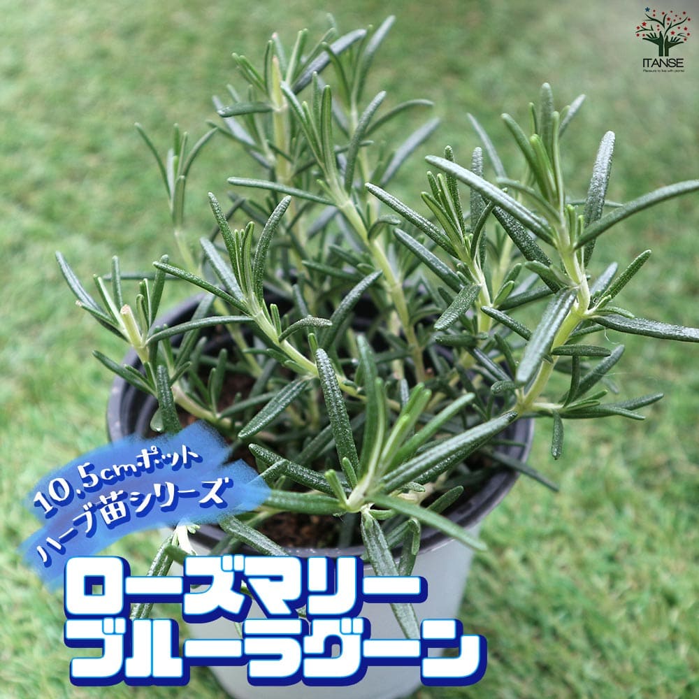 ローズマリー ブルーラグーン 10.5cm2個～【おうちで簡単！育てやすい10.5cmポットハーブ苗シリーズ！】