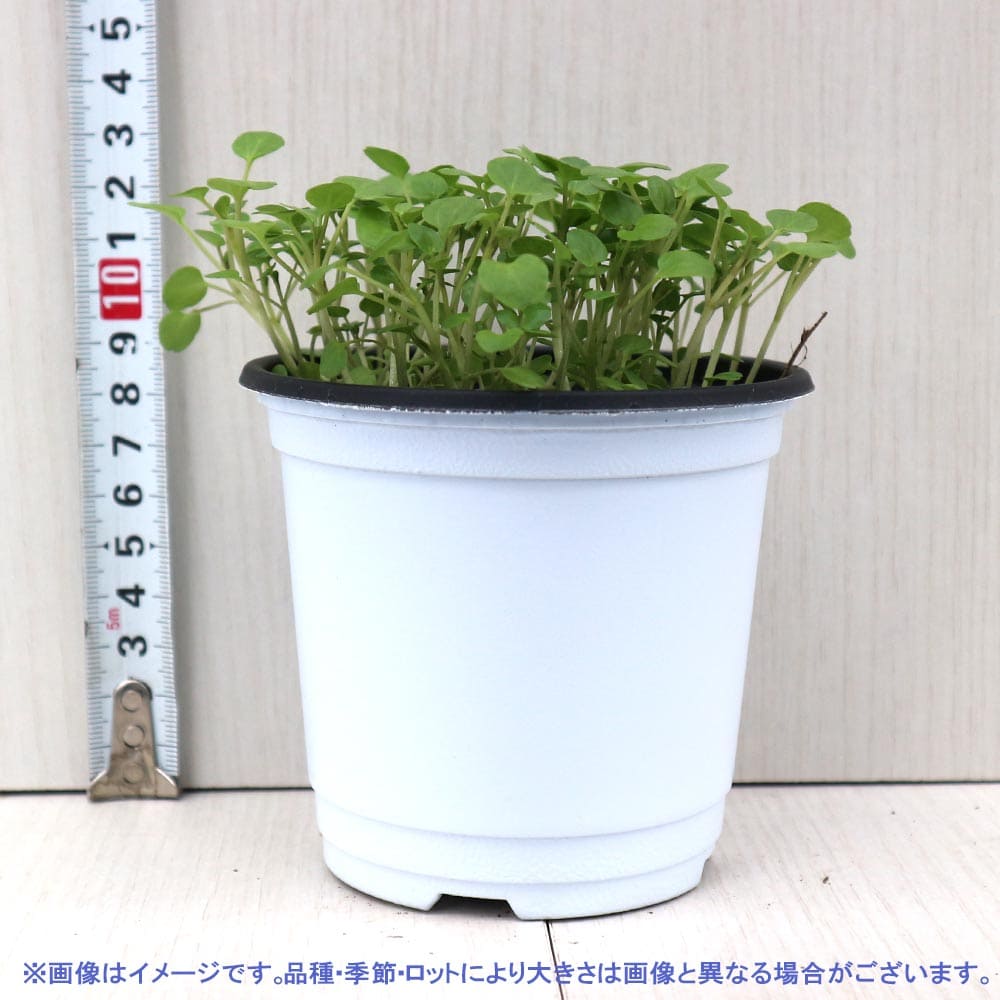 クレソン 10.5cm2個～【おうちで簡単！育てやすい10.5cmポットハーブ苗