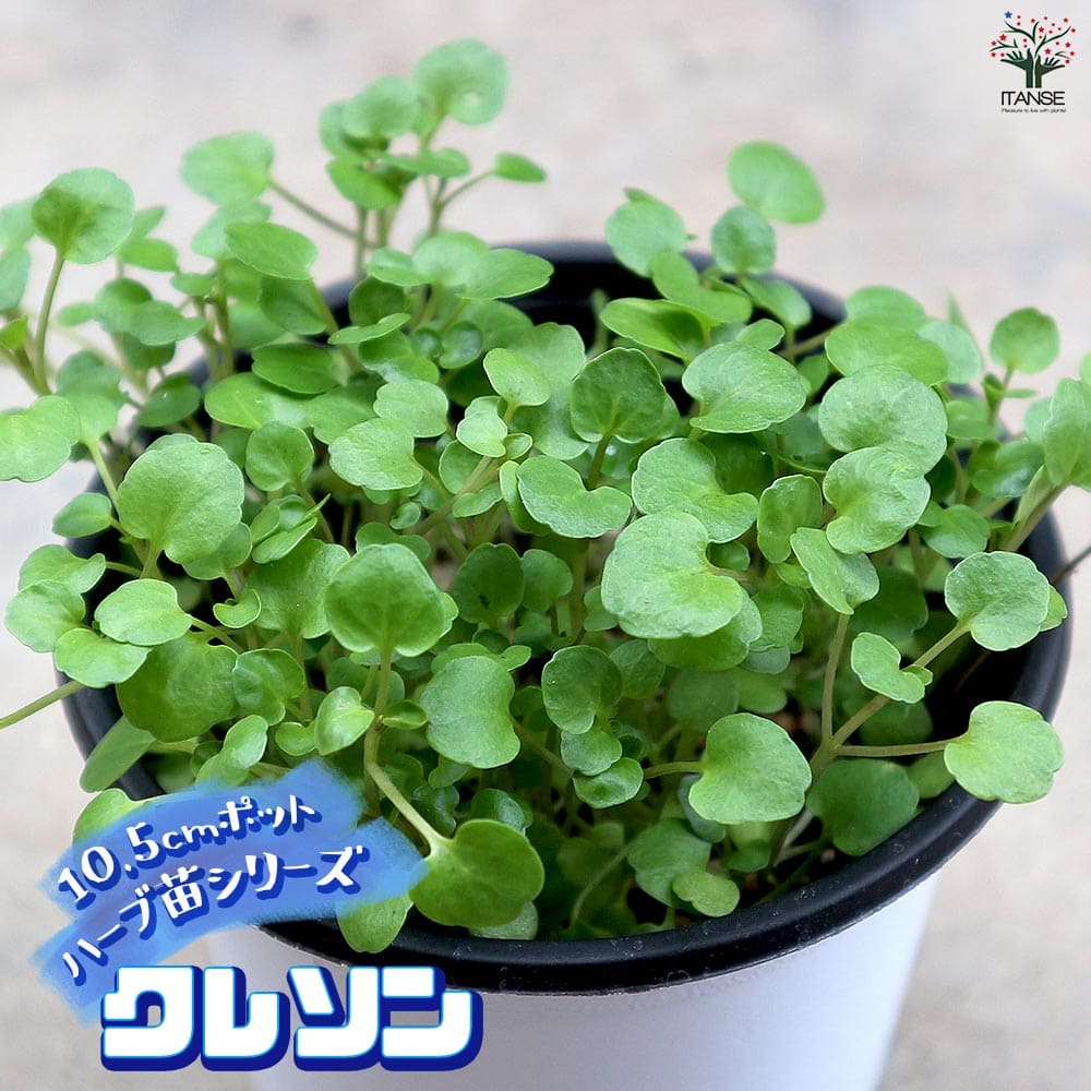 クレソン 10.5cm2個～【おうちで簡単！育てやすい10.5cmポットハーブ苗シリーズ！】