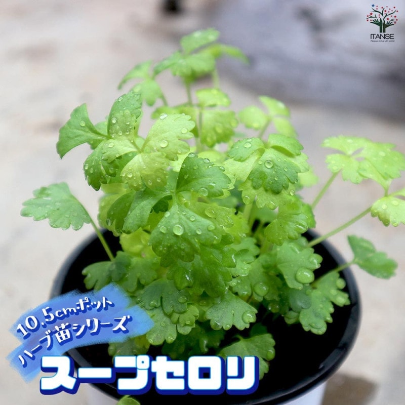 ローズマリー アブラクサス 10.5cm2個～【おうちで簡単！育てやすい