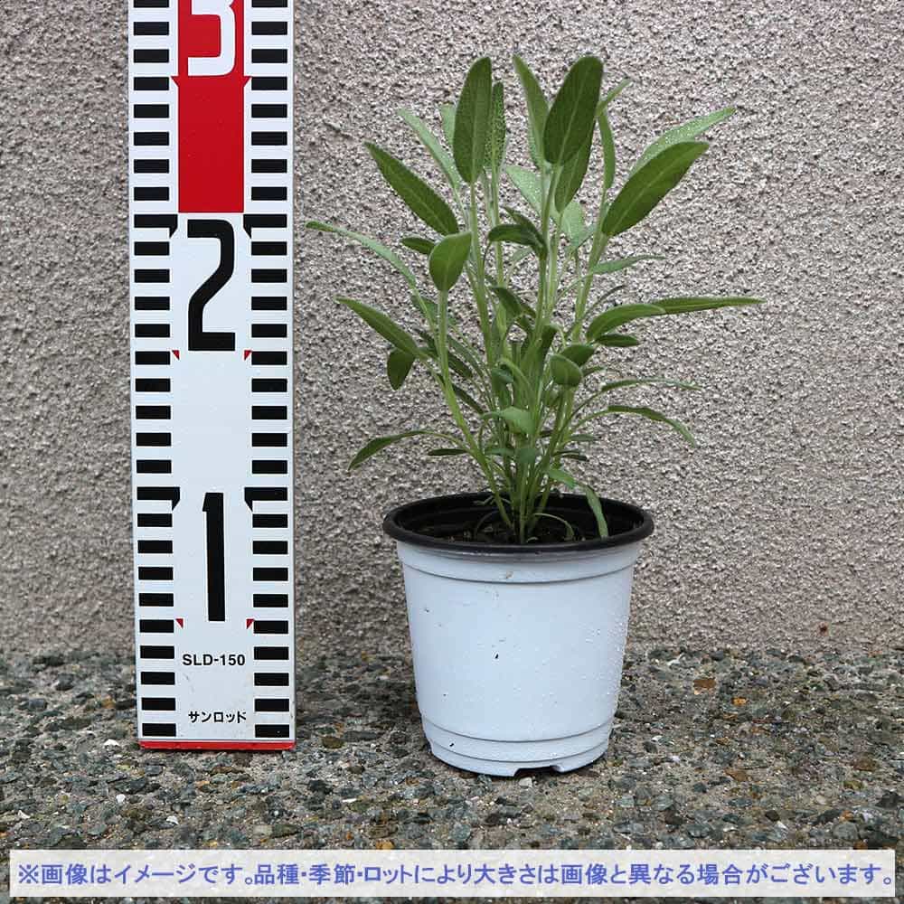 コモンセージ 10.5cm2個～【おうちで簡単！育てやすい10.5cmポット