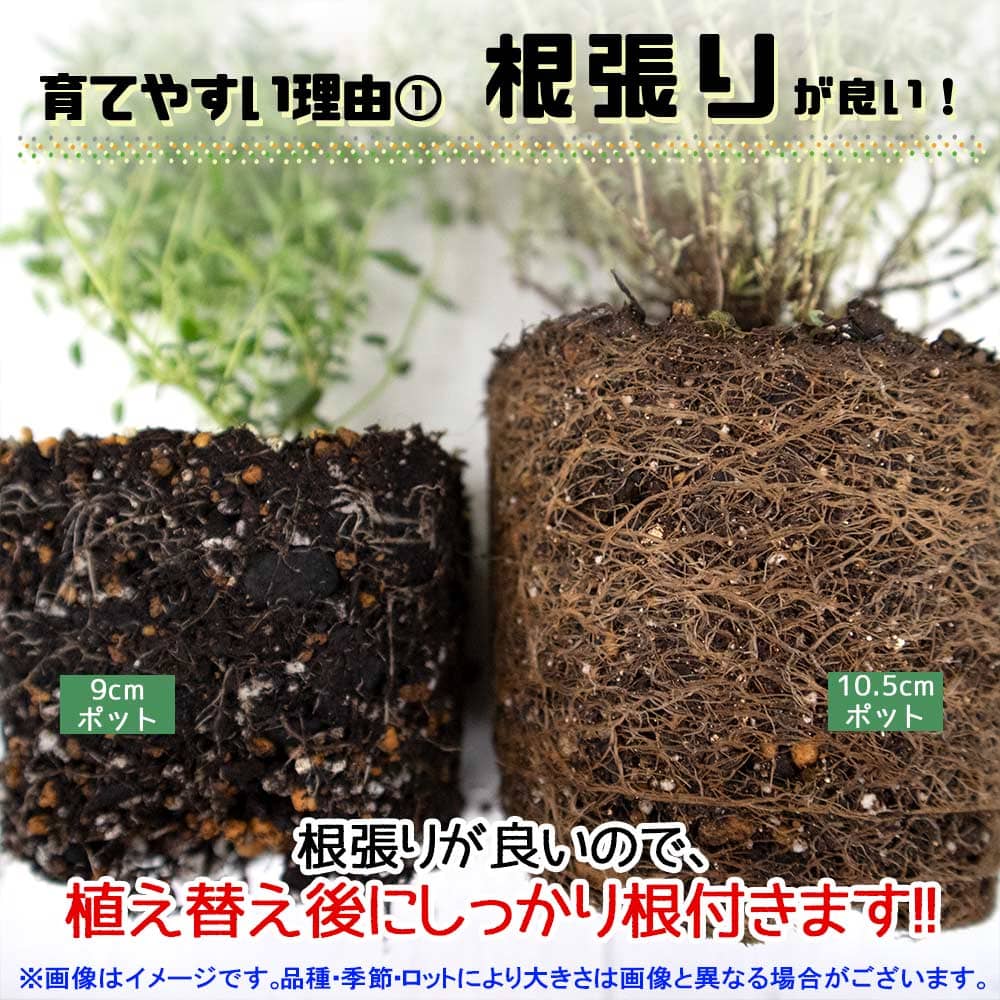 コモンセージ 10.5cm2個～【おうちで簡単！育てやすい10.5cmポット