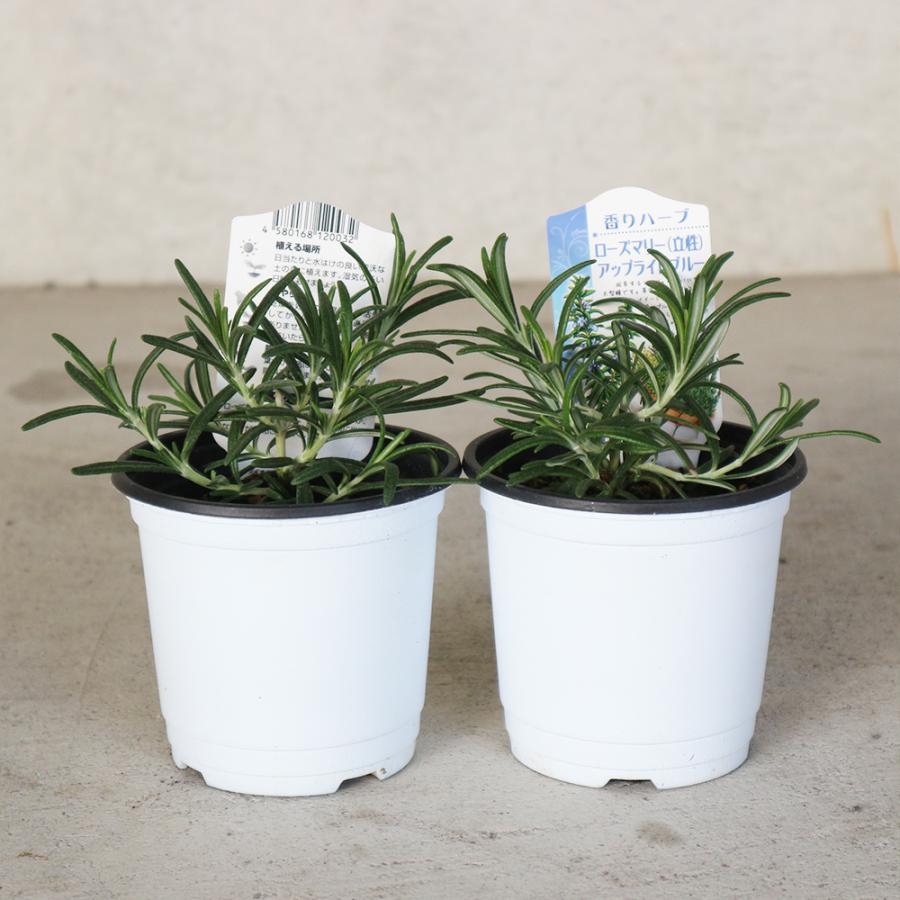 ローズマリー アップライトブルー(立ち性青花) 10.5cm2個～【おうちで