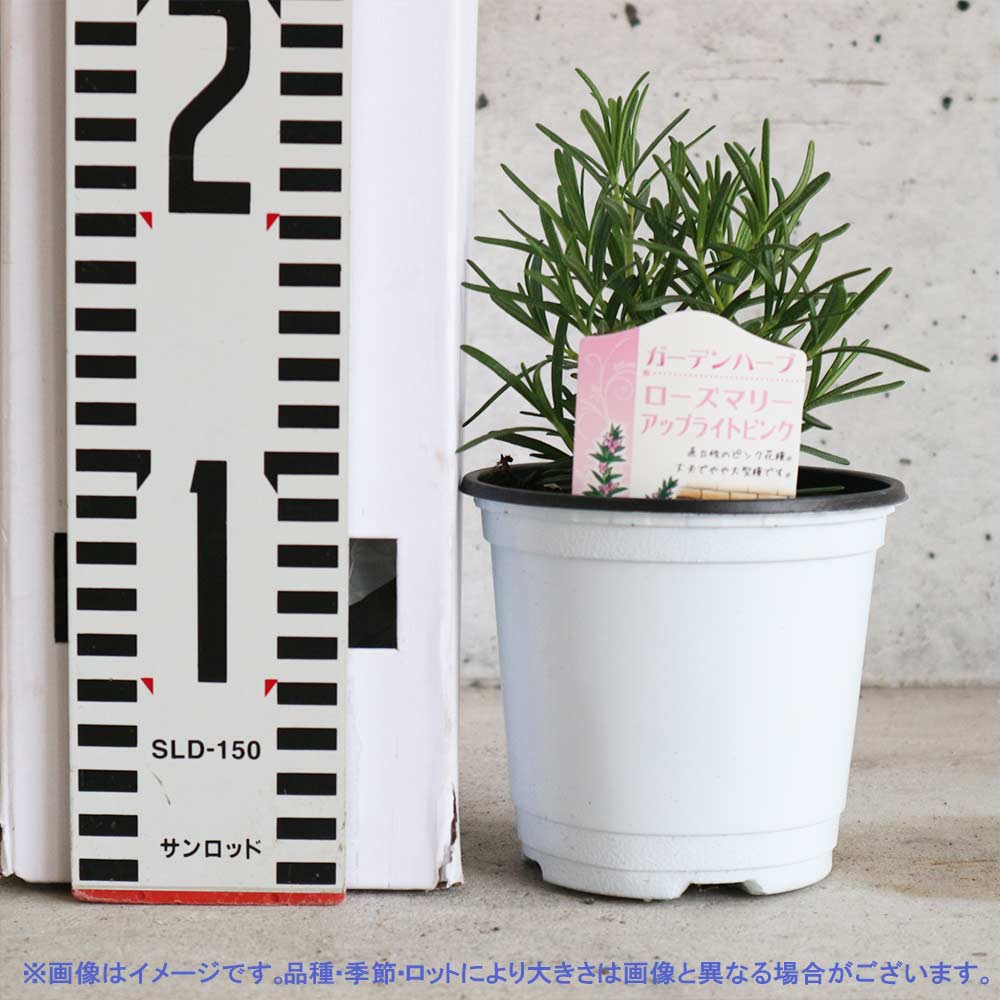 ローズマリー アップライトピンク(立ち性ピンク花) 10.5cm2個
