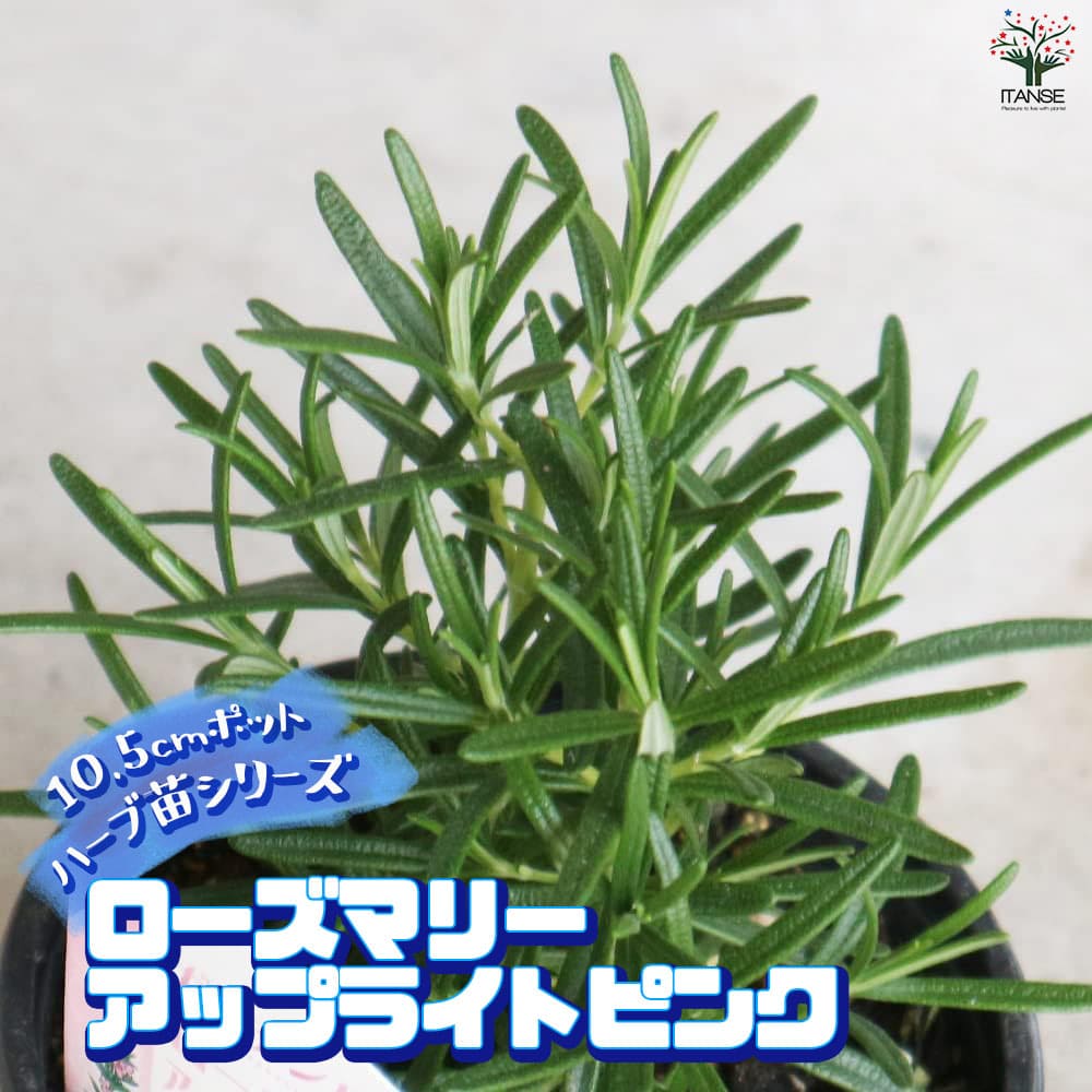 ローズマリー アップライトピンク(立ち性ピンク花) 10.5cm2個～【おうちで簡単！育てやすい10.5cmポットハーブ苗シリーズ！】