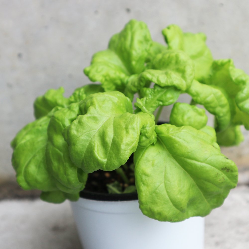 バジルレタス 10.5cm2個～【おうちで簡単！育てやすい10.5cmポットハーブ苗シリーズ！】
