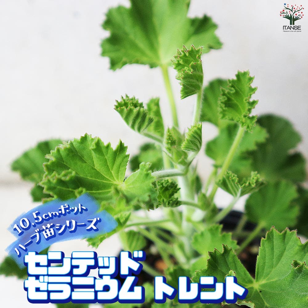 センテッドゼラニウム トレント 10.5cm2個～【おうちで簡単！育てやすい10.5cmポットハーブ苗シリーズ！】