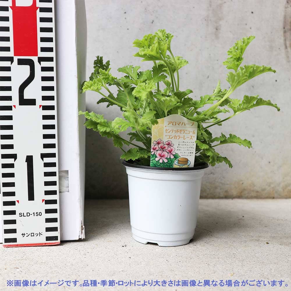 センテッドゼラニウム コンカラーレース 10.5cm2個～【おうちで簡単