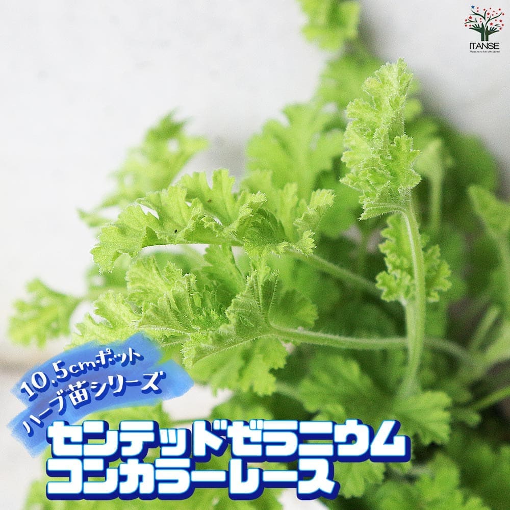 センテッドゼラニウム コンカラーレース 10.5cm2個～【おうちで簡単！育てやすい10.5cmポットハーブ苗シリーズ！】