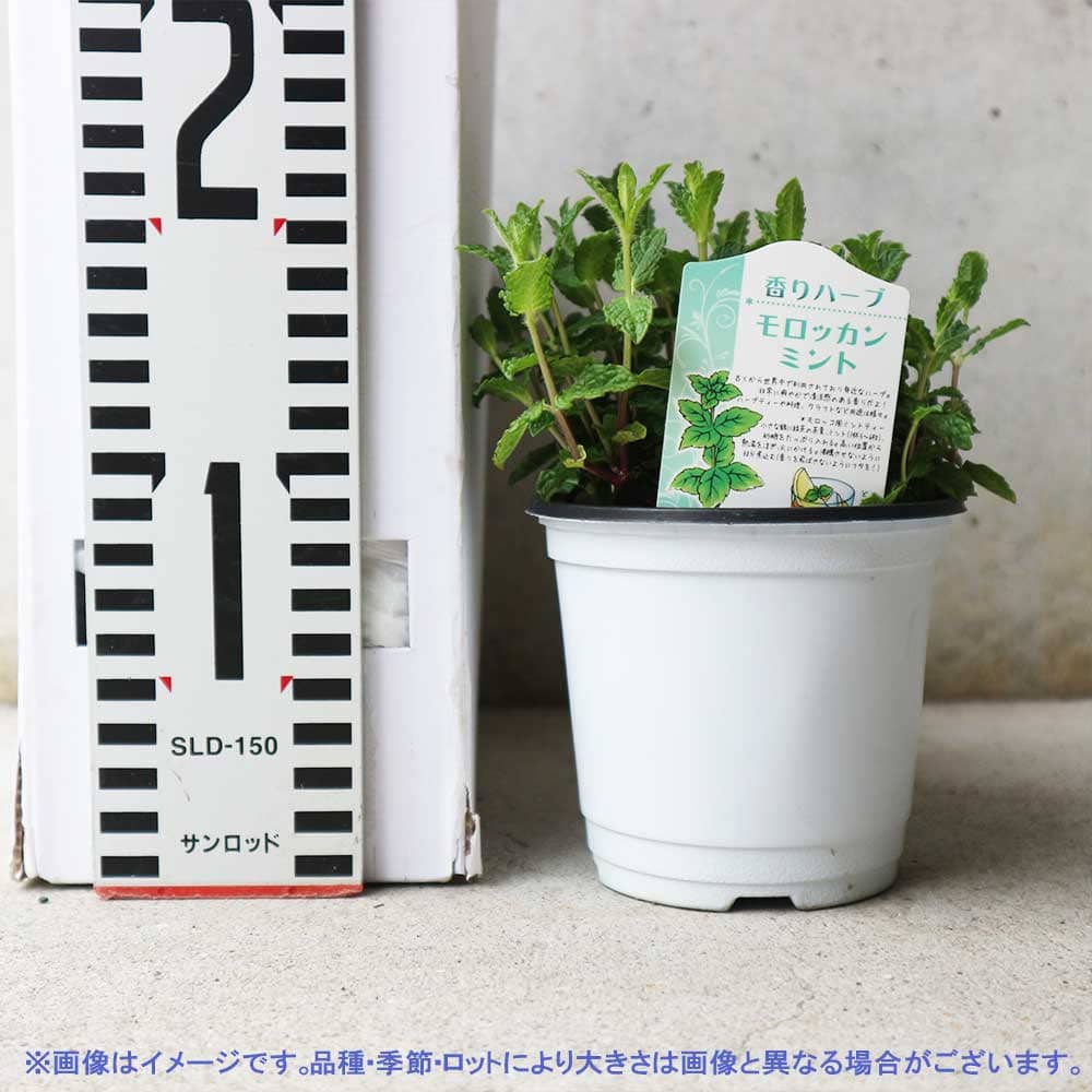 モロッカンミント 10.5cm2個～【おうちで簡単！育てやすい10.5cmポット
