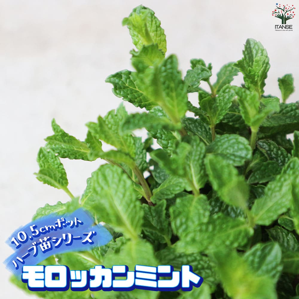 モロッカンミント 10.5cm2個～【おうちで簡単！育てやすい10.5cmポットハーブ苗シリーズ！】