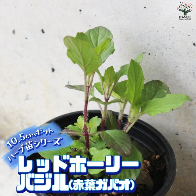 珍しいなすとバジルの苗6本セット 珍しいバジルとなすの苗6本セット