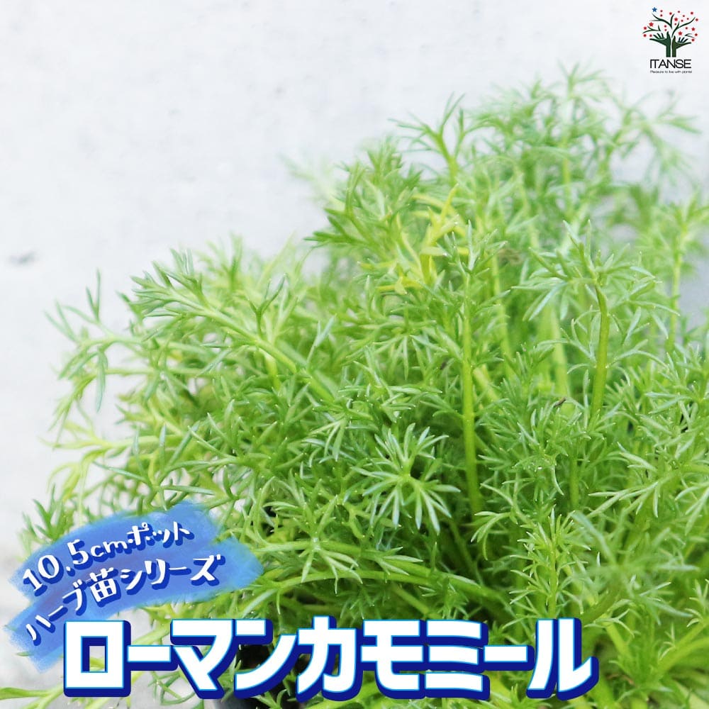 ローマンカモミール 10.5cm2個～【おうちで簡単！育てやすい10.5cmポットハーブ苗シリーズ！】