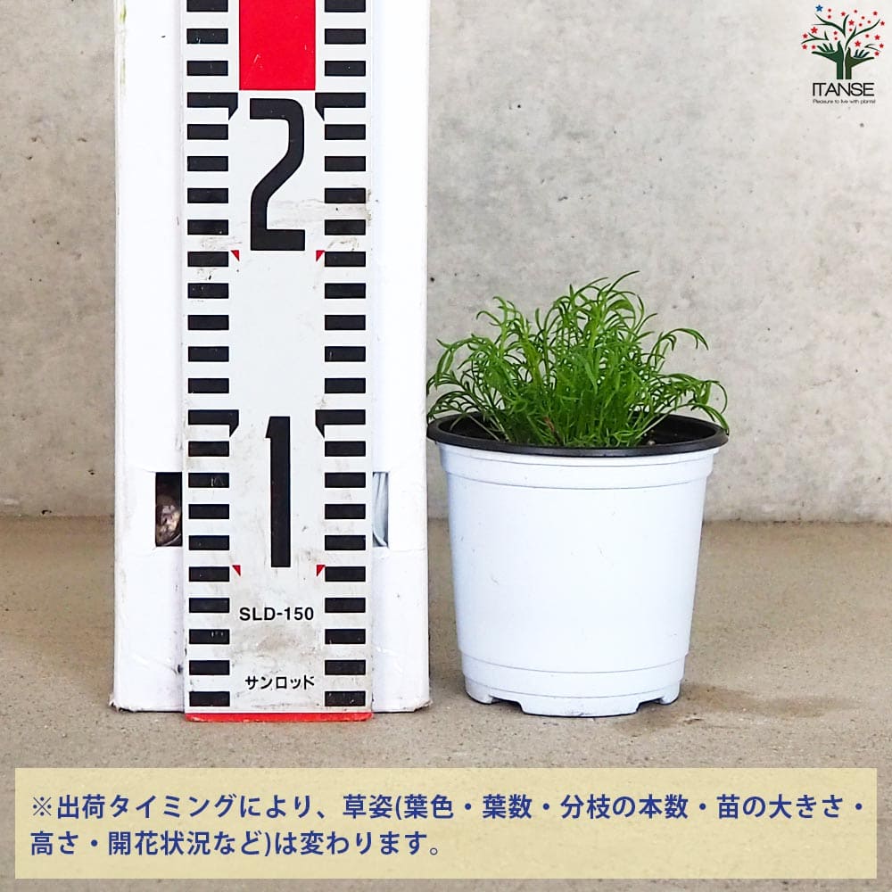 ジャーマンカモミール 10.5cm2個～【おうちで簡単！育てやすい10.5cm