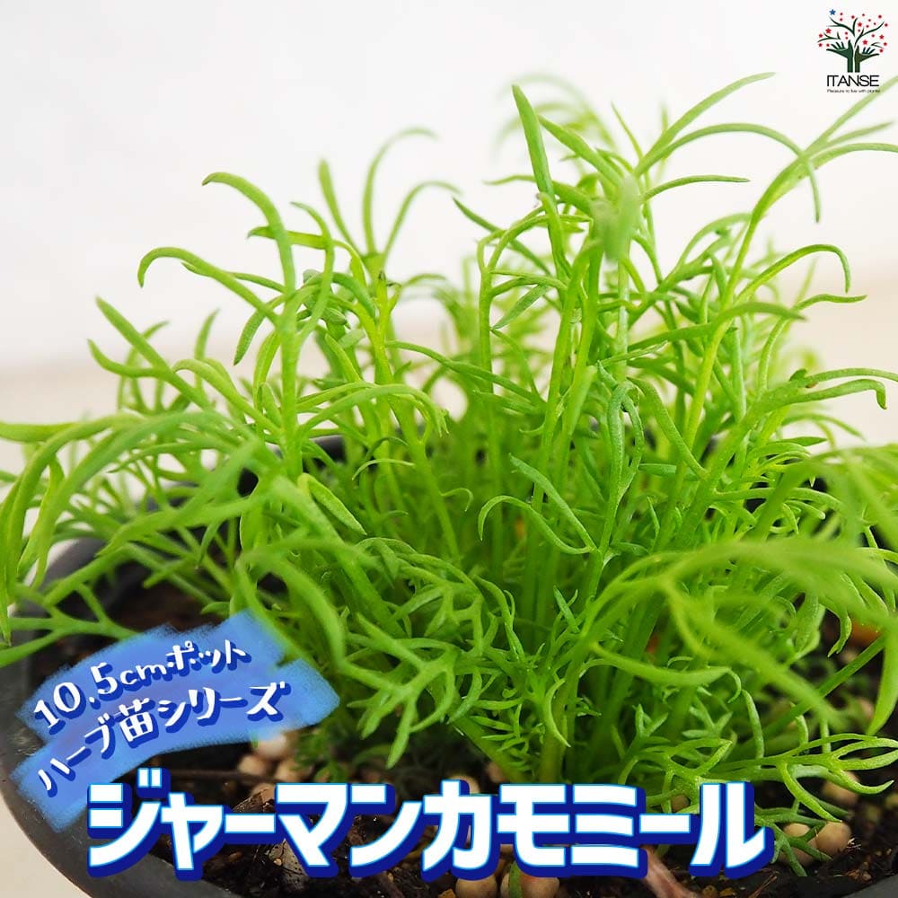 ジャーマンカモミール 10.5cm2個～【おうちで簡単！育てやすい10.5cmポットハーブ苗シリーズ！】