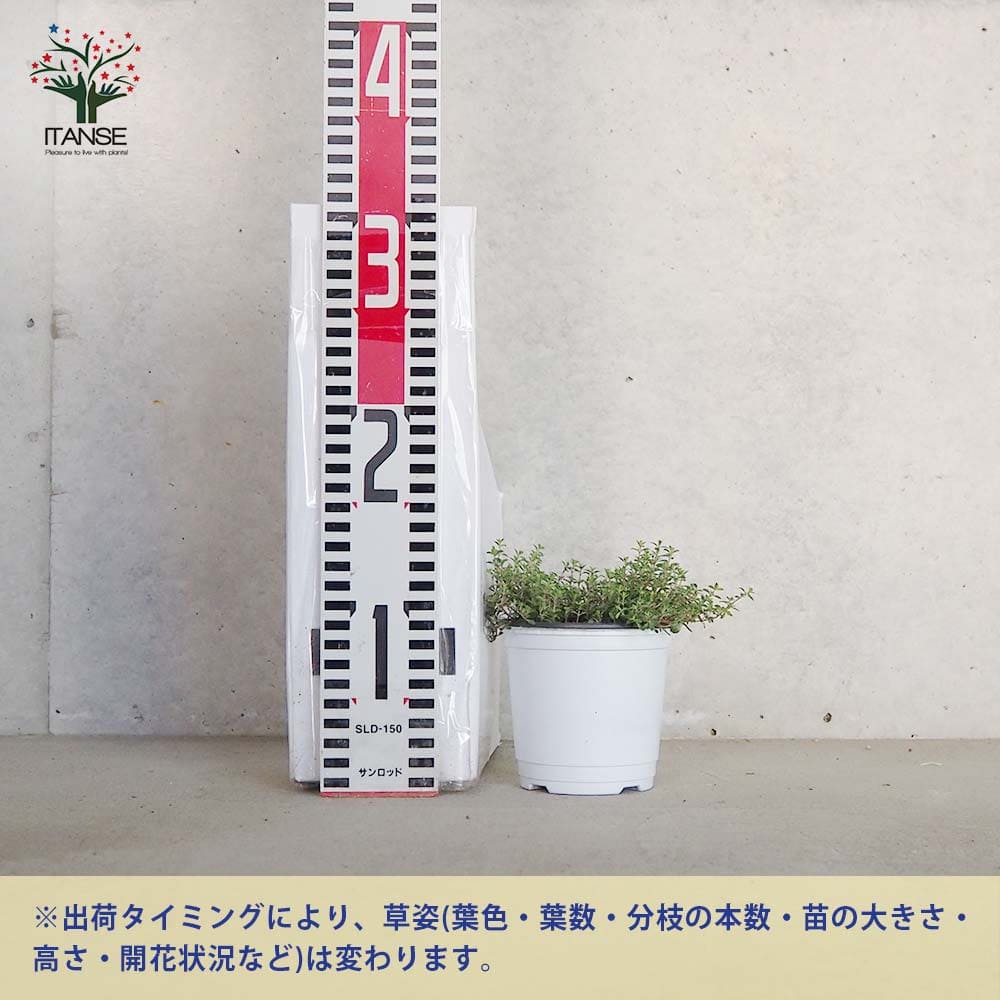 タイム クリーピングレッド 10.5cm2個～【おうちで簡単！育てやすい
