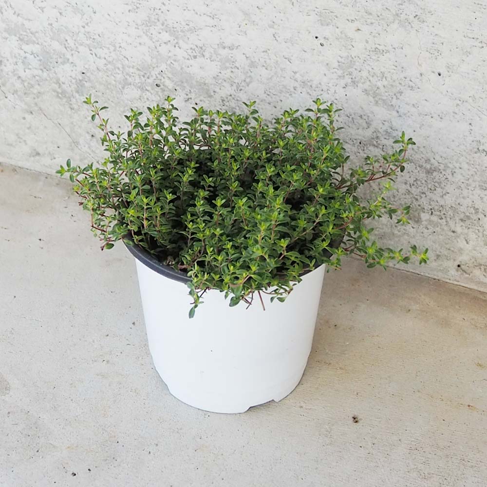 タイム クリーピングレッド 10.5cm2個～【おうちで簡単！育てやすい10.5cmポットハーブ苗シリーズ！】