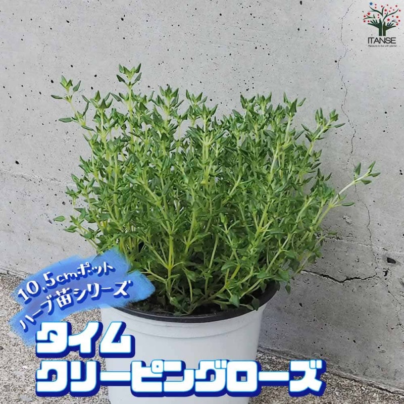 クリーピングタイム　根付き苗　分割10苗 クリーピングタイム 根付き苗 分割10苗