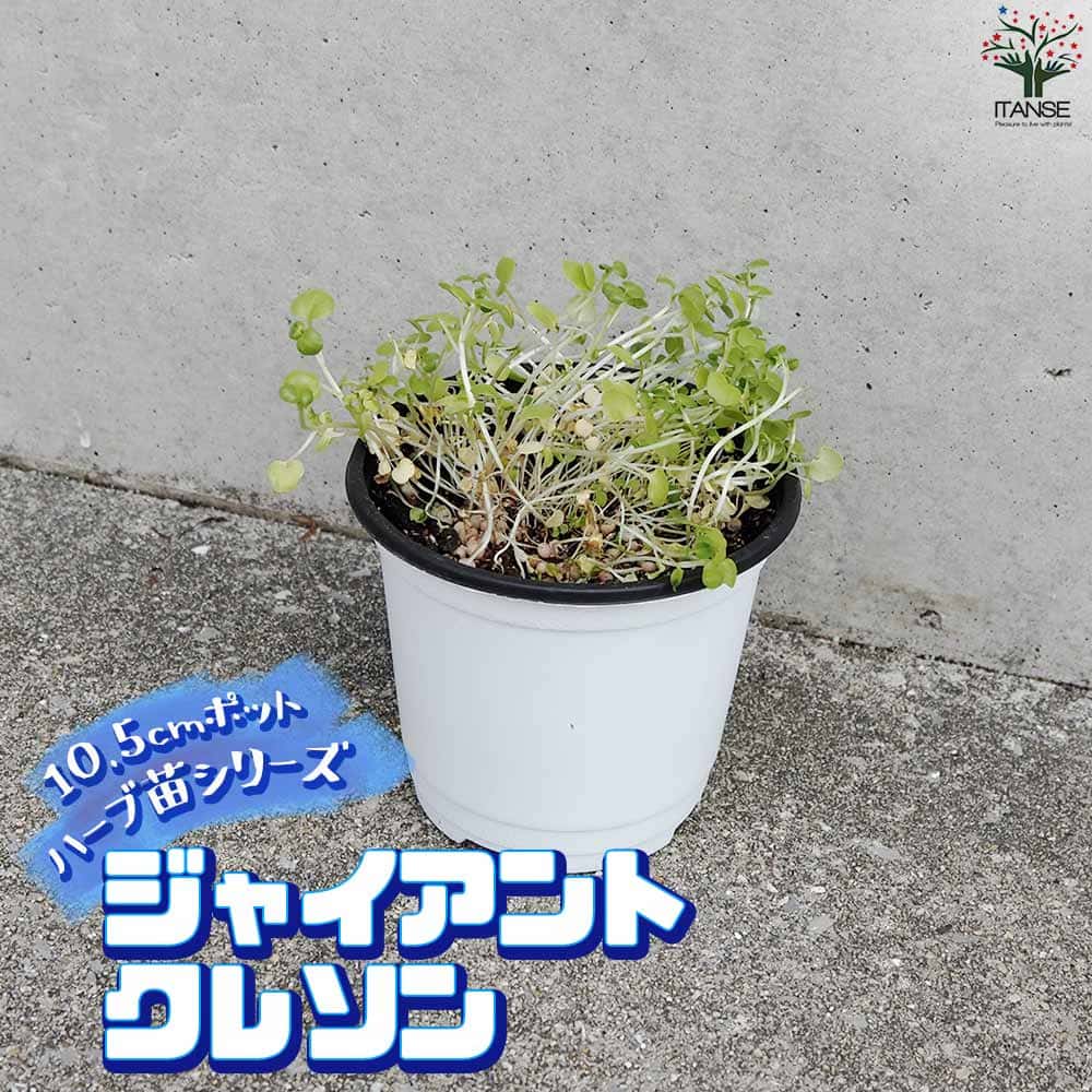 ジャイアントクレソン 10.5cm2個～【おうちで簡単！育てやすい10.5cm