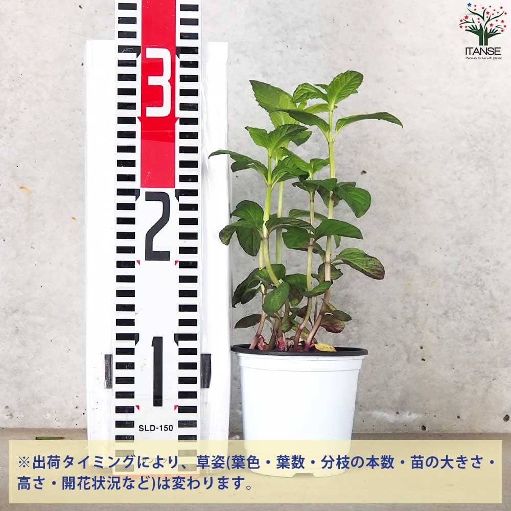 日本ハッカ(クールミント) 10.5cm2個～【おうちで簡単！育てやすい10.5