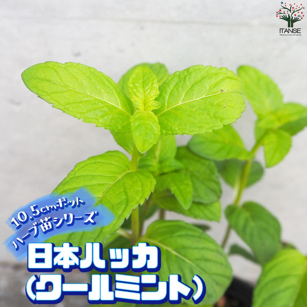 日本ハッカ(クールミント) 10.5cm2個～【おうちで簡単！育てやすい10.5