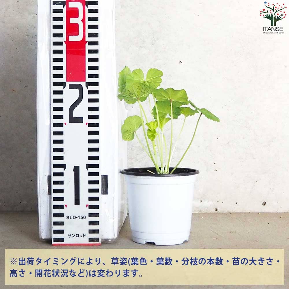 コモンマロウ 10.5cm2個～【おうちで簡単！育てやすい10.5cmポット