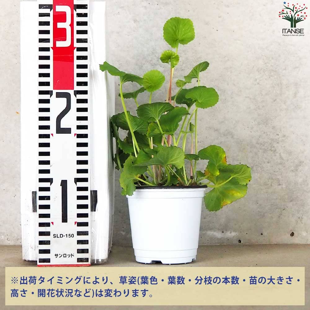 ツボクサ(ゴツコラ) 10.5cm2個～【おうちで簡単！育てやすい10.5cm