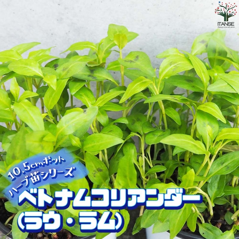 ニオイタコノキ(パンダンリーフ／ニオイアダン) 【ハーブ苗 12cm