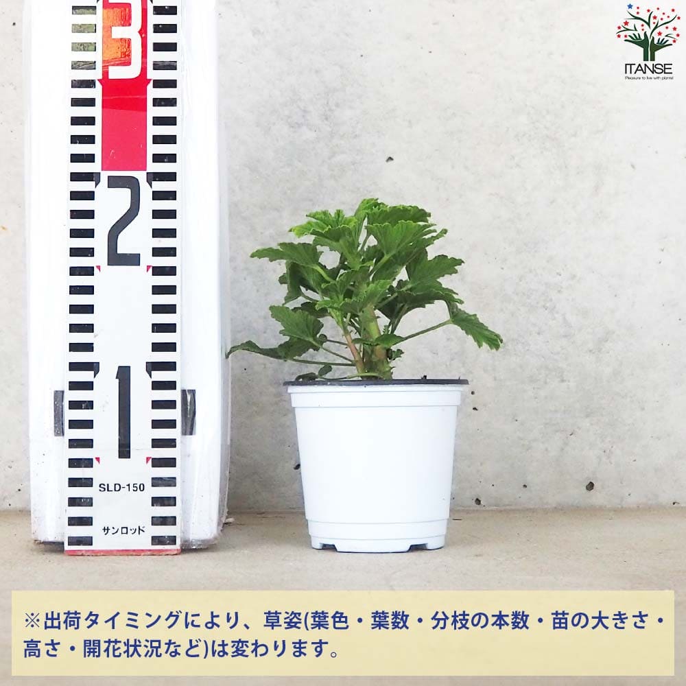 オレンジゼラニウム 10.5cm2個～【おうちで簡単！育てやすい10.5cm