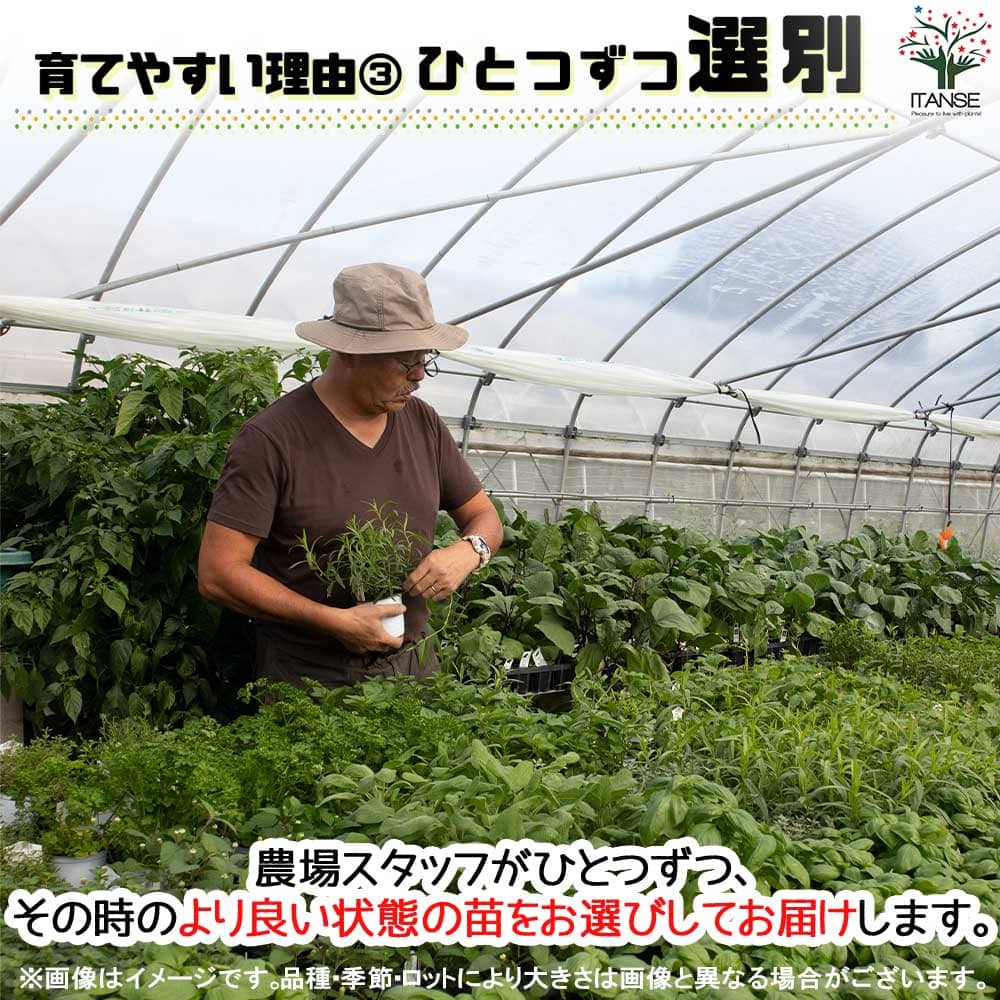 オレンジゼラニウム 10.5cm2個～【おうちで簡単！育てやすい10.5cm