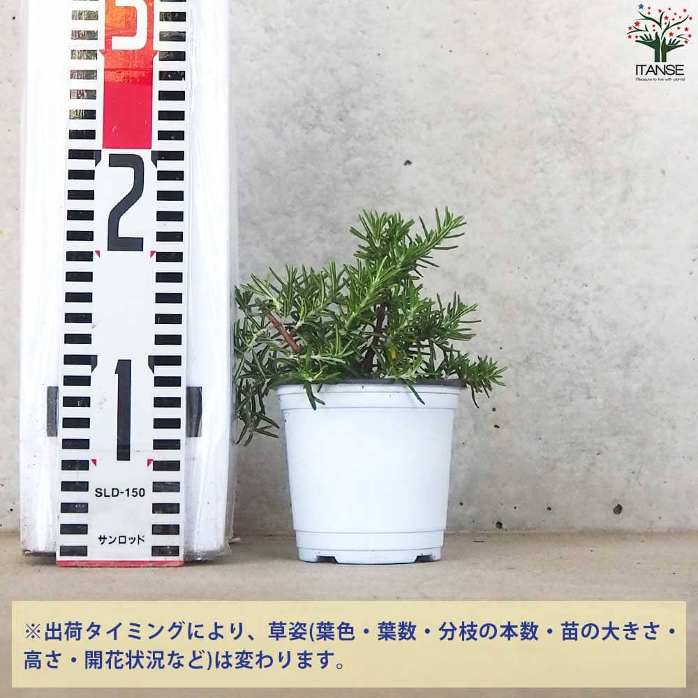 這性ローズマリープラグ苗200本 這性ローズマリー プラグ苗200本