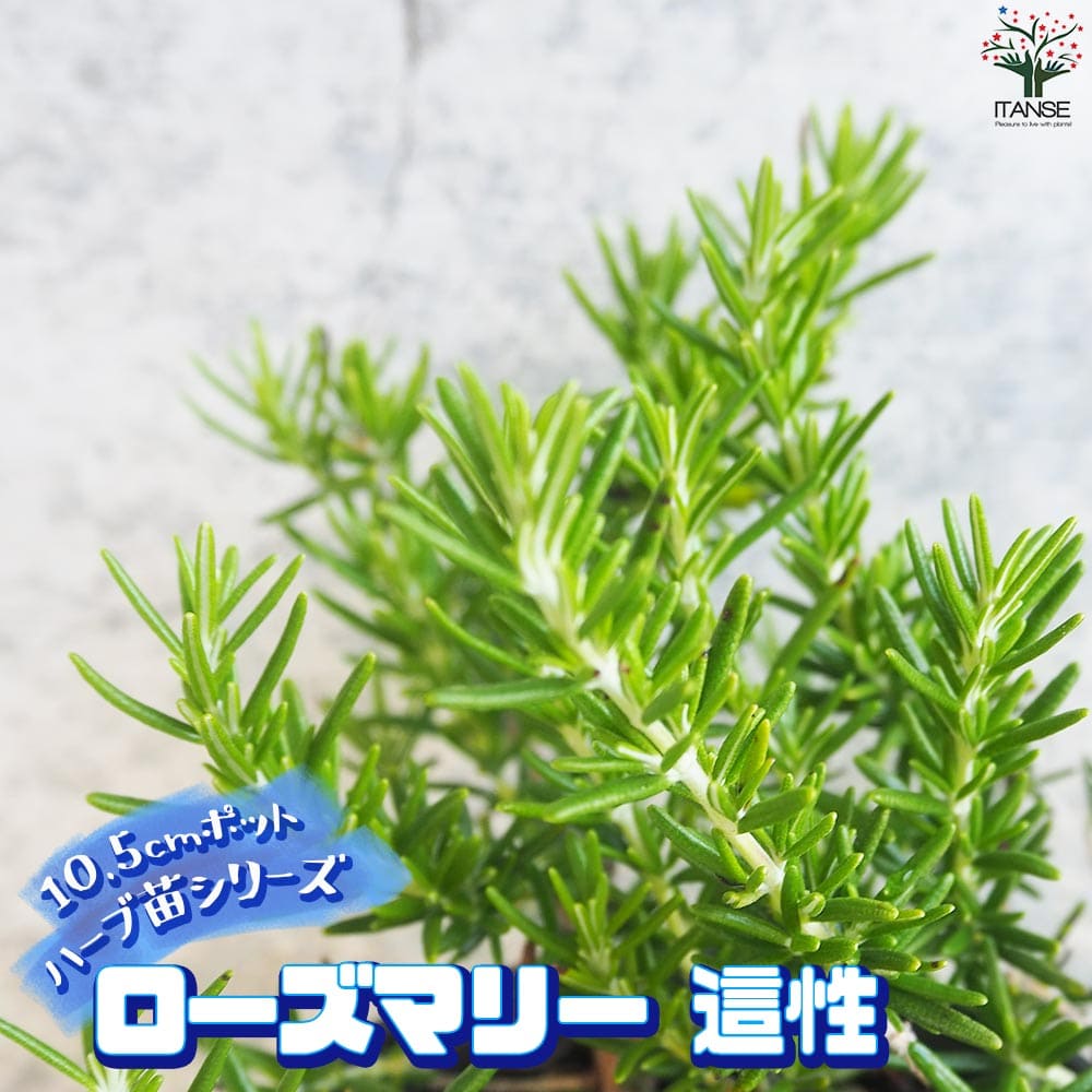 ローズマリー 這性(はいせい) 10.5cm2個～【おうちで簡単！育てやすい10.5cmポットハーブ苗シリーズ！】