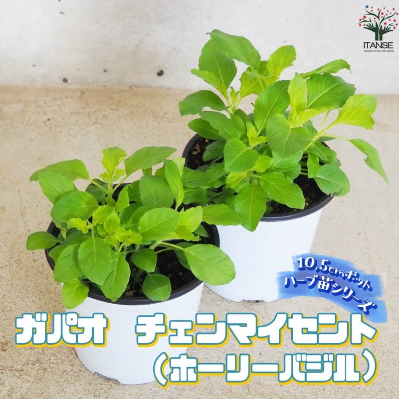 朝摘みバジル1P＋バジル苗６株＋季節の種＋選べる粗品＋送料無料 Amazon.co.jp: バジル 苗 ハーブ苗 スイートバジル バジリコ お