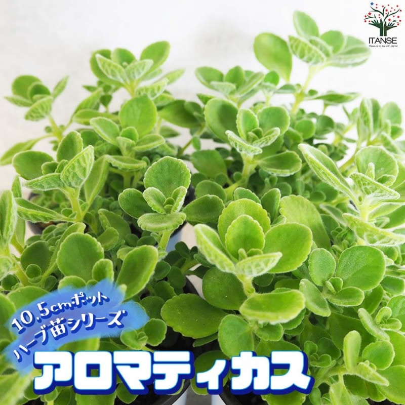 アロマティカスの苗 1個～【ハーブの苗 4号】｜ 【植物のITANSE