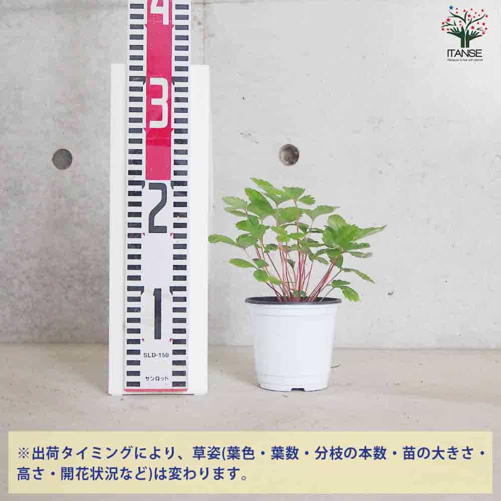 ワイルドストロベリー 赤実 10.5cm2個～【おうちで簡単！育てやすい