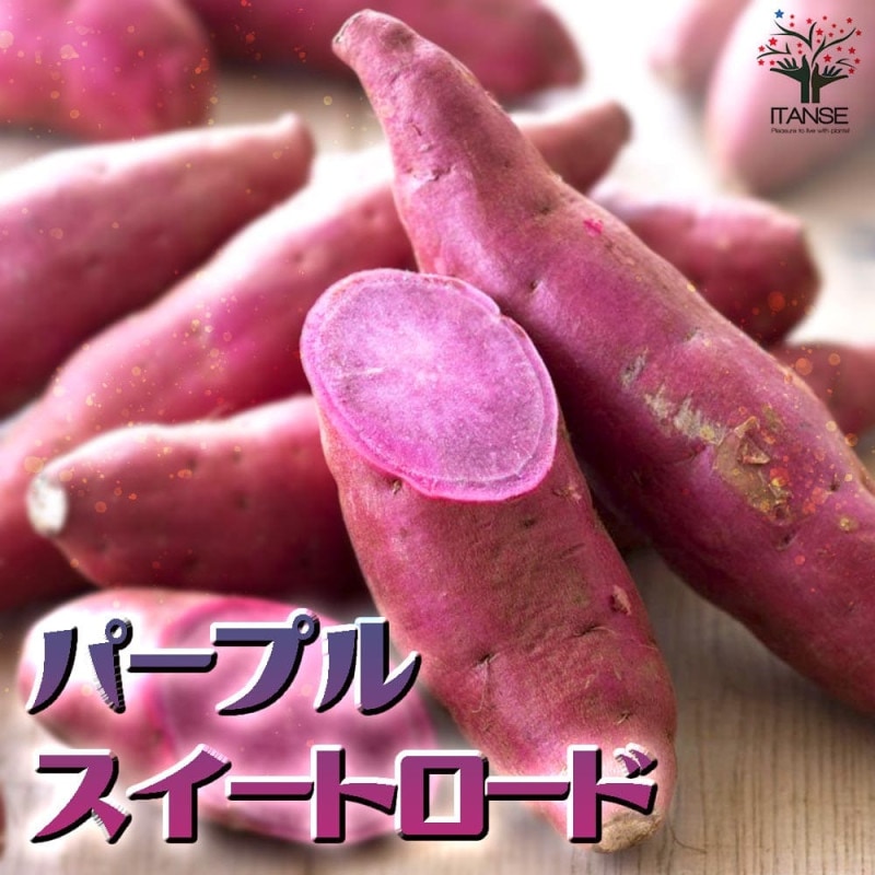 パープルスイートロード｜【植物のITANSE】全品送料無料・即出荷!