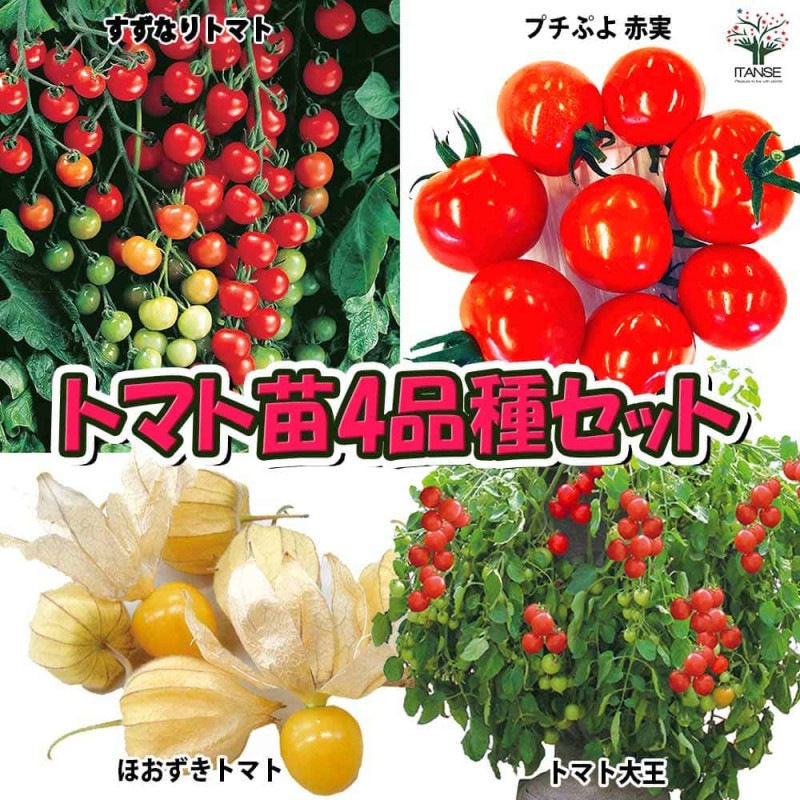 球根 チューリップ 二色咲き メリーウィドー 【花球根 5球入
