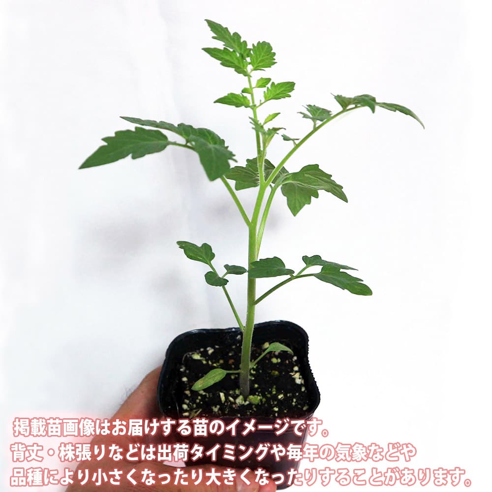人気の極甘フルーツトマト系トマト苗 4品種セット 品種：極旨フルーツ  
