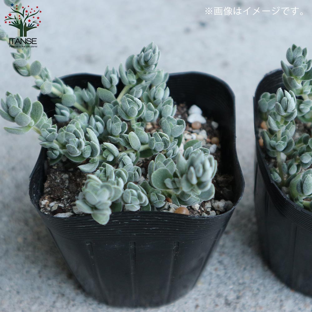 クラッスラ・レモータ 【多肉植物 2.5～3号ポット苗 グランドカバー苗