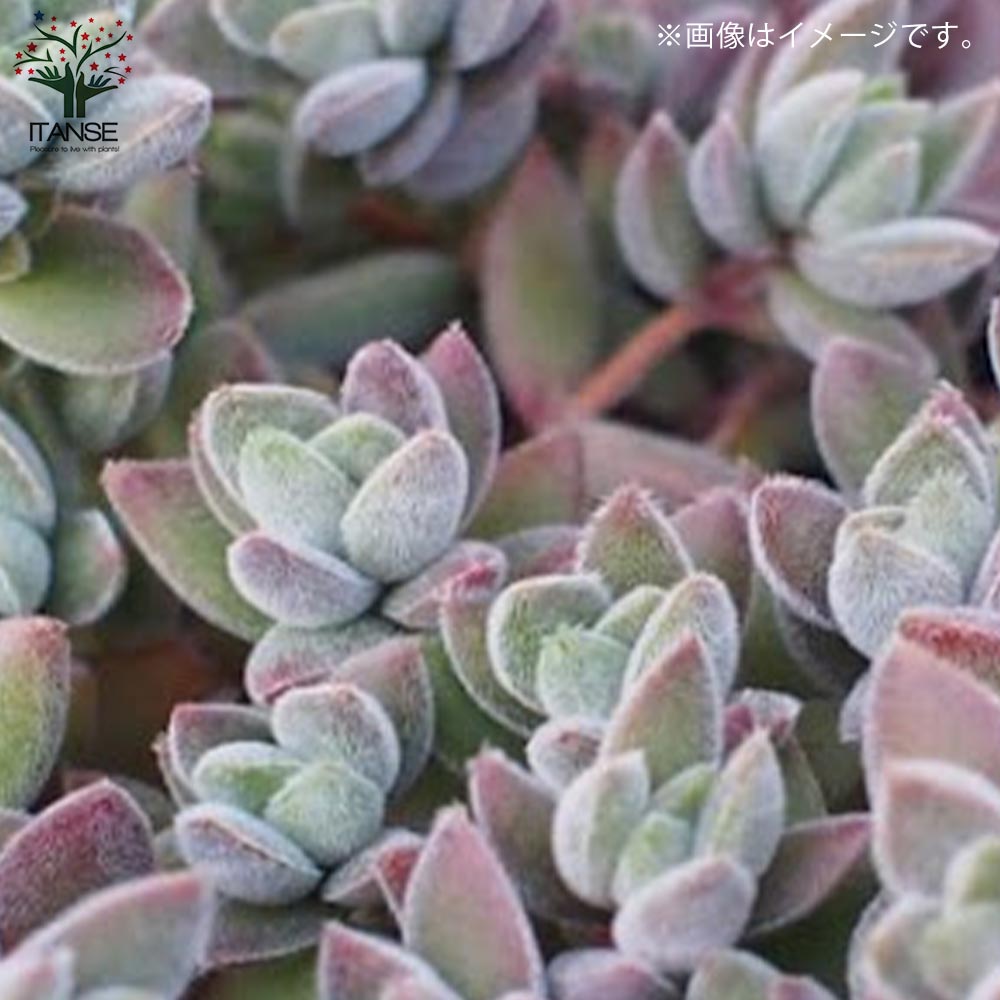 クラッスラ・レモータ 【多肉植物 2.5～3号ポット苗 グランドカバー苗