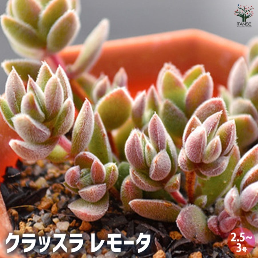 クラッスラ・レモータ 【多肉植物 2.5～3号ポット苗 グランドカバー苗