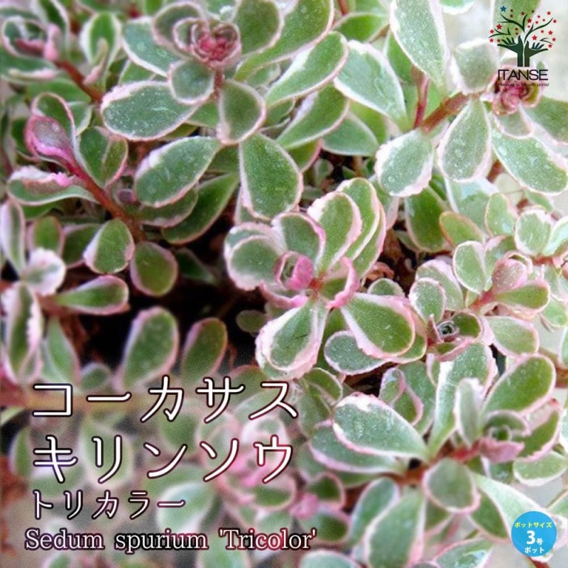 セダム・パリダム 2個～【多肉植物 3号ポット苗 グランドカバー