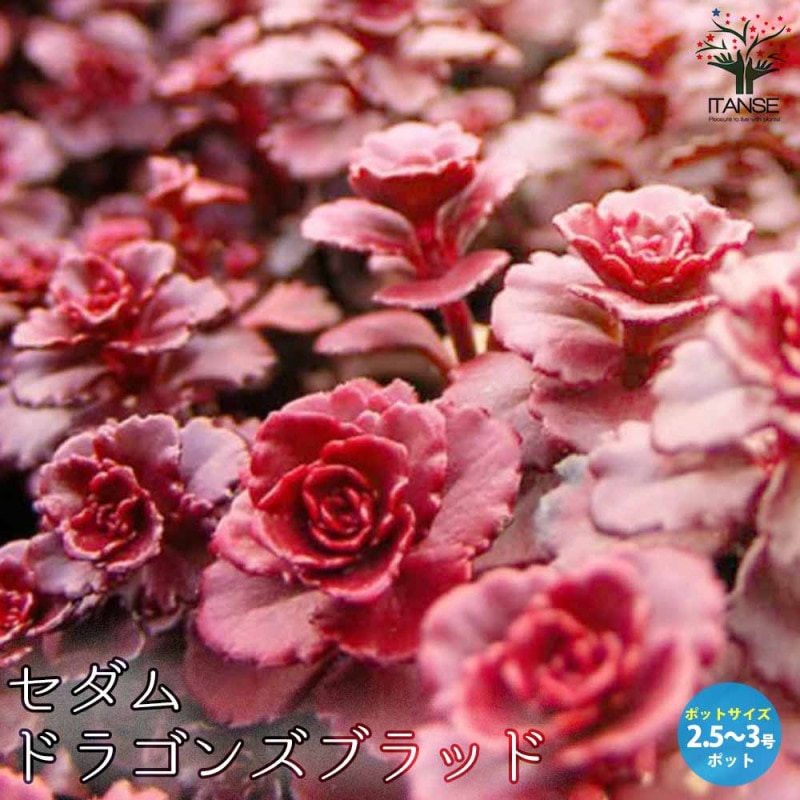 姫秋麗 (ヒメシュウレイ) 【多肉植物 3号ポット】｜ 【植物の