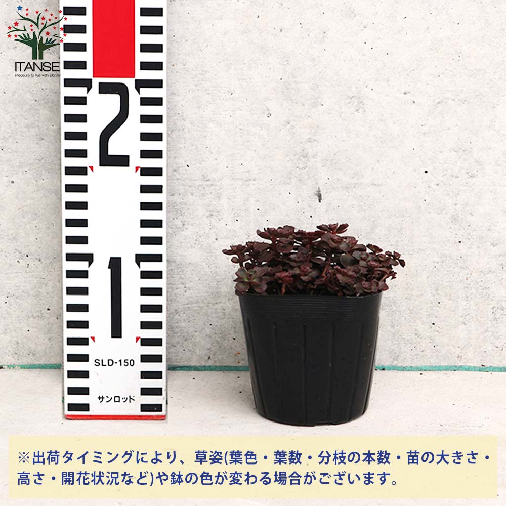 セダム トリカラーandドラゴンズブラット 現在の姿4枚目 セダム トリ