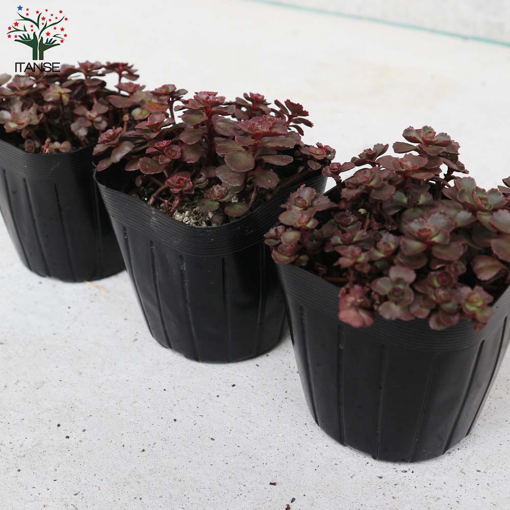 セダム ドラゴンズブラッド【多肉植物 2.5～3号ポット苗