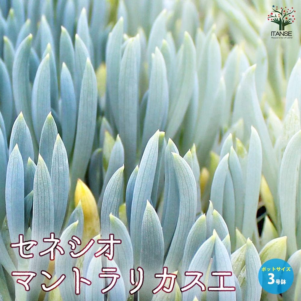 セネシオ・マントラリカスエ【観葉植物 3号ポット苗 多肉植物】