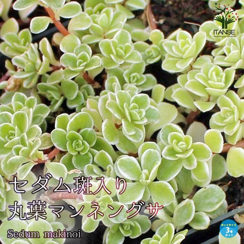 センペルビウム ラブリーレディ 【多肉植物 4号／1個売り】｜ 【植物の